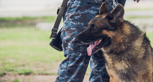 military K-9